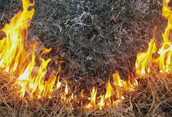 Навколо Києва за добу сталося близько 70 природних пожеж