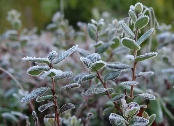 Ночная температура в Украине на этой неделе приблизится к нулю - синоптики