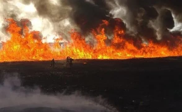 На Харківщині пожежа спалила 40 га поля з кукурудзою