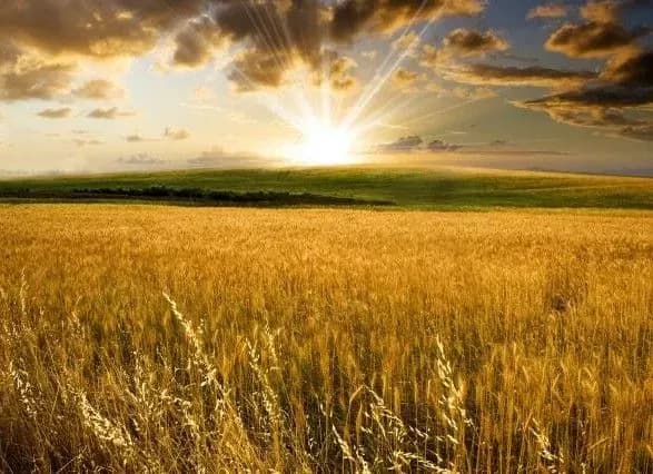 Відкриття ринку землі може знизити мотивацію деяких агрохолдингів допомагати громадам - Вікторія Нагірняк