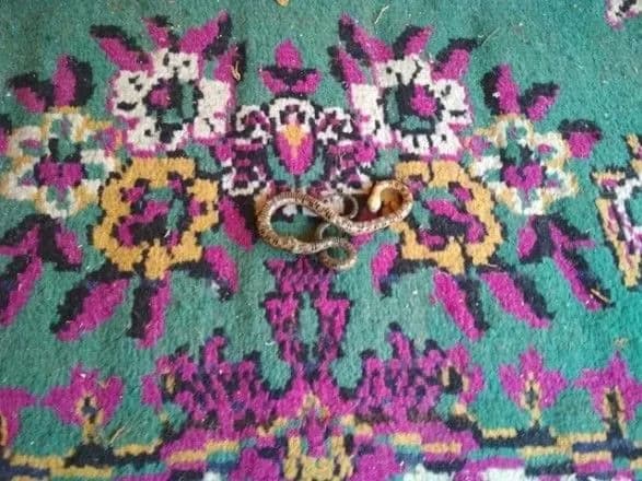 Змія заповзла на подвір’я в Кропивницькому