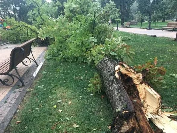 С начала года коммунальщики срубили около 2,5 тыс. сухих деревьев во дворах киевлян