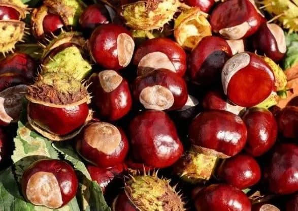 Каштани невдовзі зникнуть з поверхні земної кулі - екологи