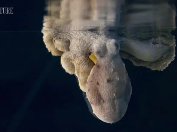 В сети появилось видео с осьминогом, меняющим цвет во время сна