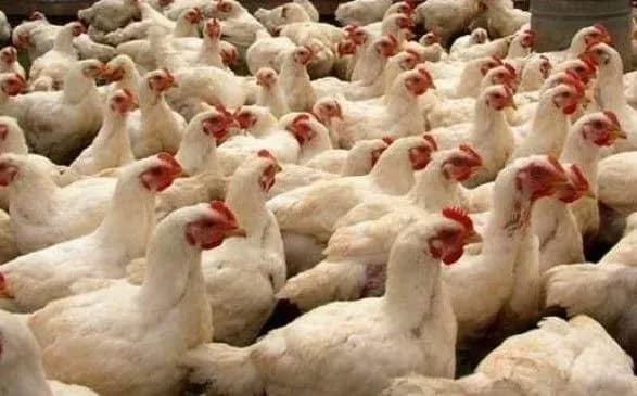 Фіскали оштрафували птахофабрику Добкіна