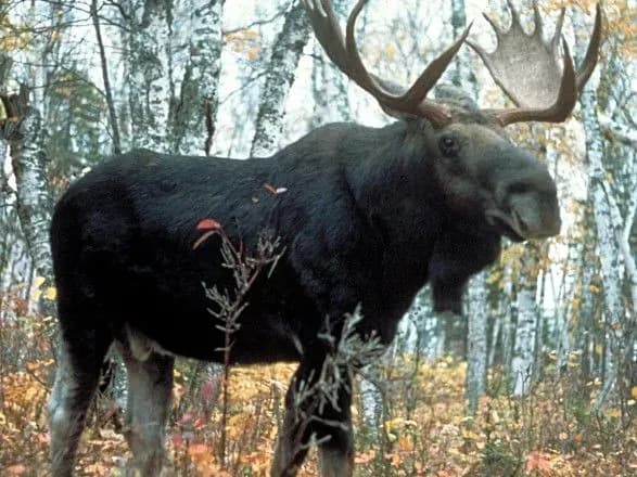 Суд залишив лося в Червоній книзі України