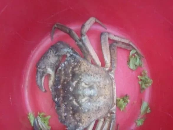 На цьому тижні в Києві посеред вулиці знайшли краба та сову