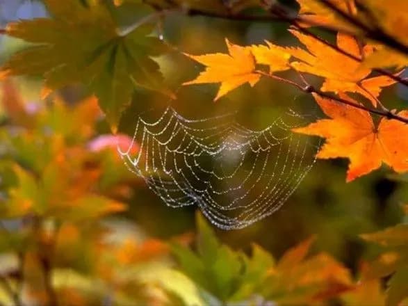 Бабине літо затримається в Україні ще щонайменше на три дні