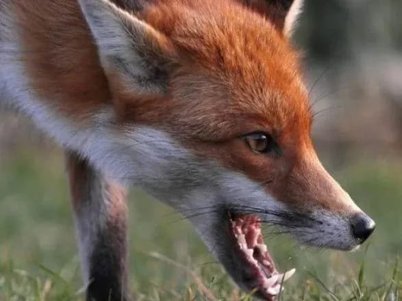 В Украине вдвое снизился уровень заболеваемости бешенством