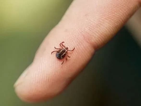 На Кіровоградщині зареєстрували три випадки хвороби Лайма