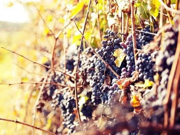 В Україні сьогодні до 22 градусів тепла