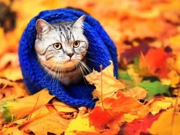 В Україні до середини наступного тижня стане прохолодніше - синоптики