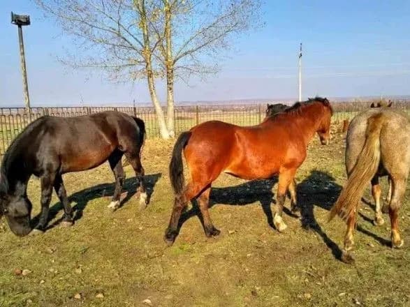 Біля кордону з Росією затримали автомобіль з чотирма скакунами