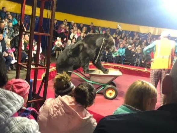У Карелії ведмідь напав на дресирувальника під час вистави