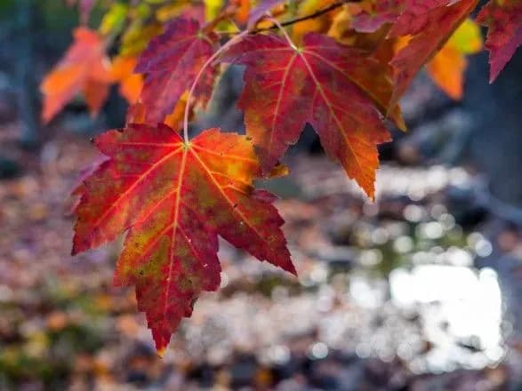 В Україні сьогодні до 22 градусів тепла