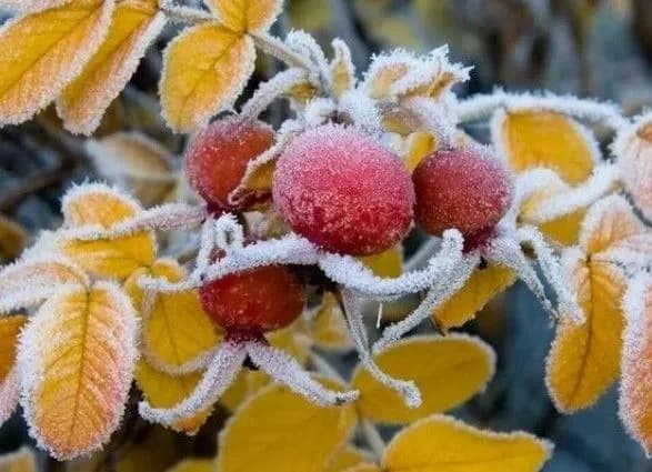 Синоптики розповіли, коли киянам чекати морозів