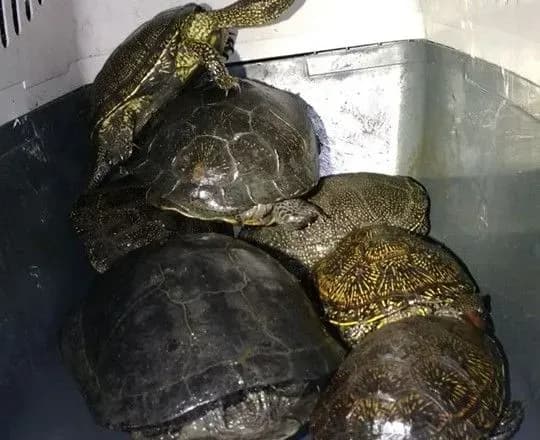 У столичному парку розпочали операцію з порятунку черепах