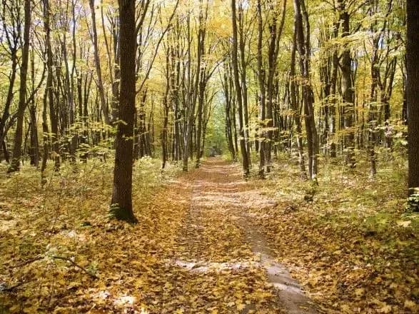 Підліток зник у лісі під час змагань зі спортивного орієнтування