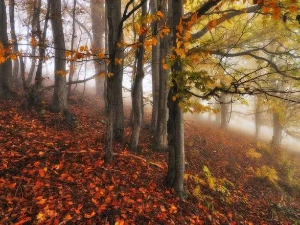 Скелетований труп людини виявили у лісосмузі на Буковині