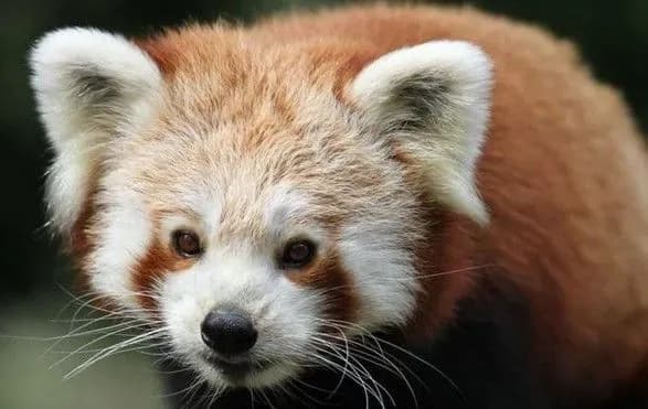 Знайдено малу панду, яка втекла із заповідника майже місяць тому