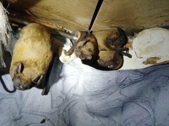 В Києві більше сотні кажанів влаштувалися на зимівлю на балконі
