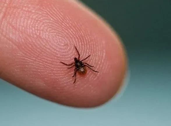 На Кіровоградщині зареєстрували два випадки хвороби Лайма