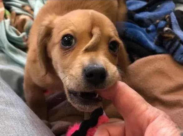 В США врятували цуценя з хвостом на лобі