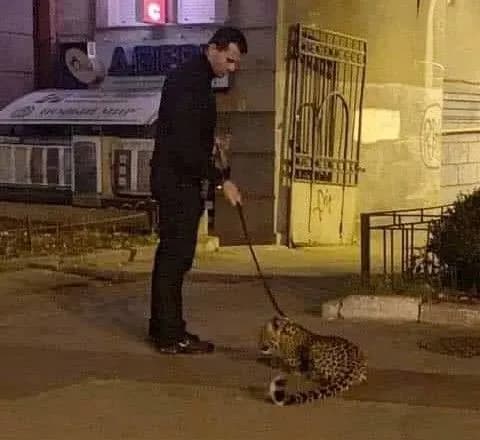 У Києві вигулювали леопарда: подробиці