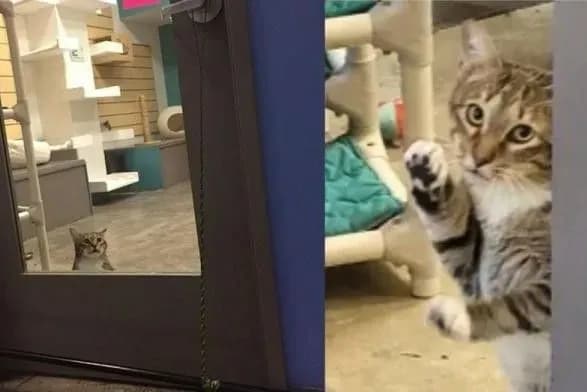 В США в приюте держат в "одиночной камере" кота, который выпускал на волю других