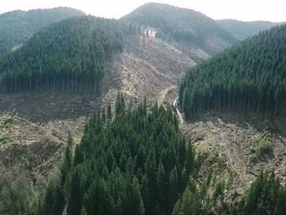 На Закарпатті блокували нелегальний продаж державної деревини до ЄС