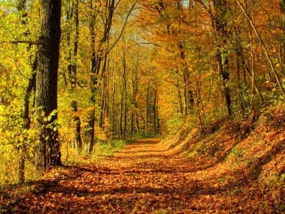 На Донеччині знайшли заблукавшу в лісі бабусю з її малолітніми онуками