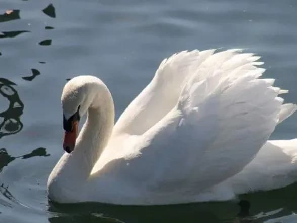 На Київщині врятували ще одного лебедя