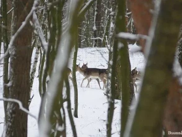 На Волині застрелили сімох самок ланей