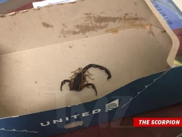 В США на борту літака пасажира вжалив скорпіон
