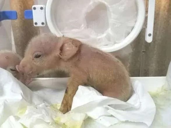 У Китаї народилися перші у світі гібриди мавп та свиней