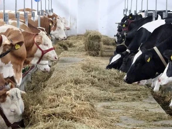 Открытие рынка земли угрожает кризисом в молочной отрасли - АВМ