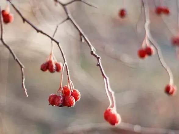 У Києві побитий перший температурний рекорд грудня
