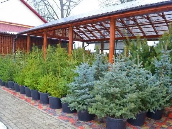 До Нового року в Києві працюватимуть 97 ялинкових ярмарків