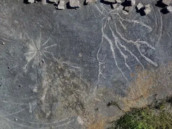 У США виявили сліди найдавнішого лісу