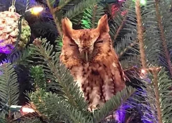 У американской семьи сова неделю жила в рождественской елке