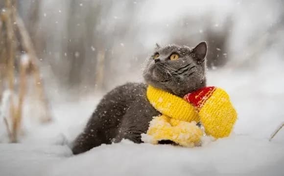 В Україні все ще не почалась метеорологічна зима