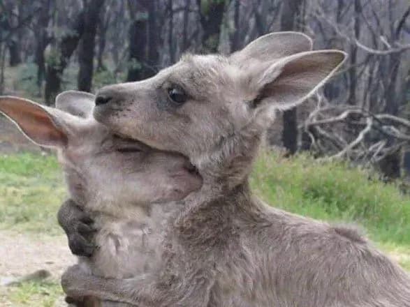 Пожежі в Австралії: загинули 24 людини і майже 500 млн тварин