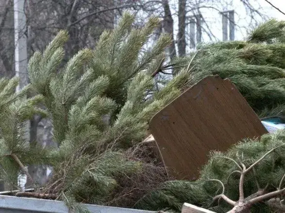В Киеве собрали около 7 тысяч елок, оставленных на уличных рынках - КГГА