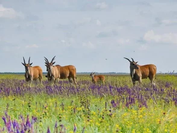 Сьогодні відзначається Всесвітній день заповідників