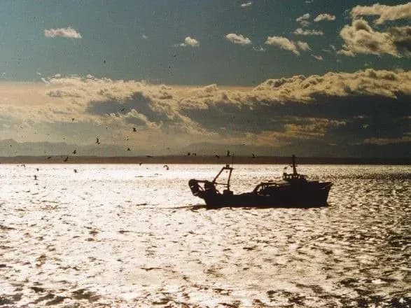 Україна імпортувала оселедця майже на 3 млн доларів