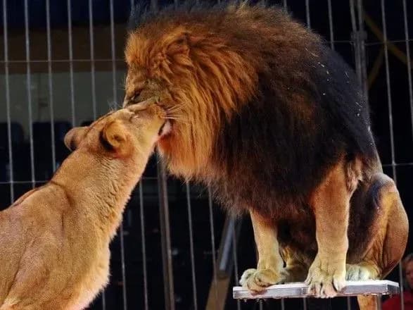 У державних цирках України досі перебуває більше 300 тварин