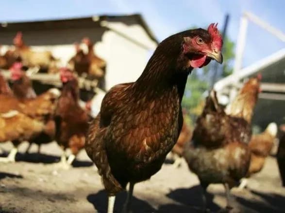 Держпродспоживслужба: нових спалахів пташиного грипу немає