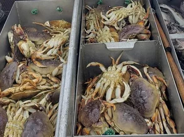 Підвищення кислотності у Тихому океані завдало шкоди крабам