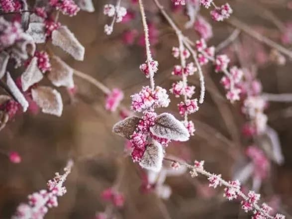 Від 6° морозу до 7° тепла: синоптики дали прогноз на сьогодні