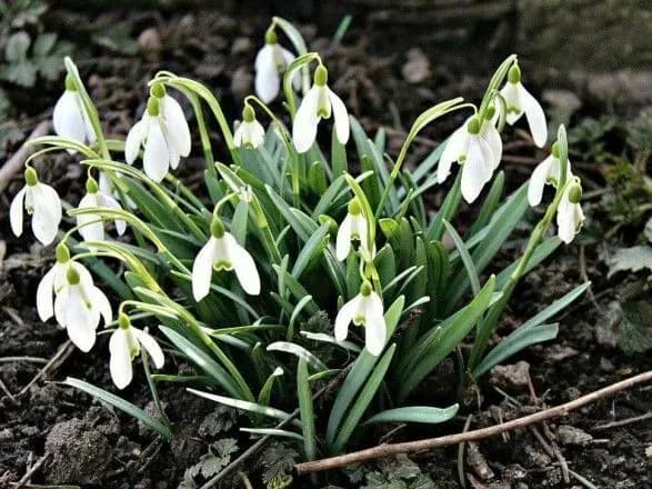 Тепла зима: у Миколаєві розцвіли проліски